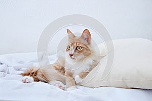 Beige young cat lying on pillow on a white sheet