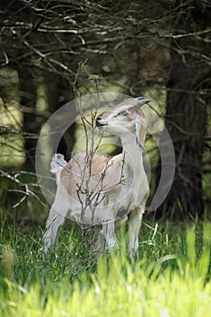 Beige young goatling eating branches of a tree