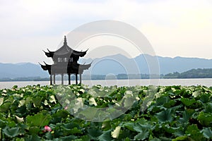 Beihai park scenery with pavilion and lotus in summer in Beijing,China