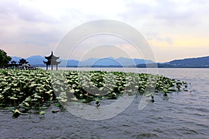 Beihai park scenery with pavilion and lotus in summer in Beijing,China