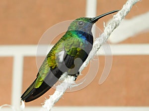 Hummingbird Blue and Green photo