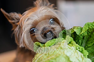 Beijing cabbage close-up