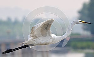 Beijing Egrets photo