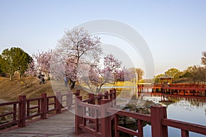 Beijing Yuanmingyuan Park, spring season