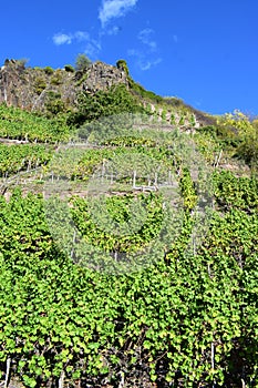 Beilstein, Germany - 10 06 2022: steep vineyards and a big rock