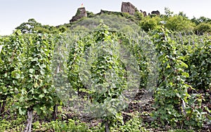 Beilstein vineyards along the river Moselle (Mosel), Germany.