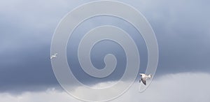 Being in the clouds is wonderful, of course, if you are a seagull, Istanbul, Kad?kÃ¶y photo