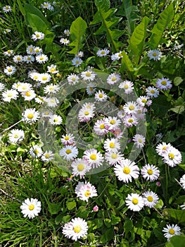 Foraging Bellis Perennis plant and flowers photo