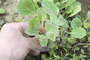 Being wrenched off cabbage seedlings