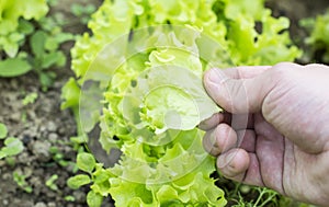 Being wrenched off green leaf lettuce