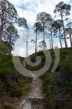 Beinn Eighe Woodland Trail, Scotland