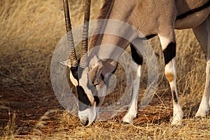 Beisa oryx grazing