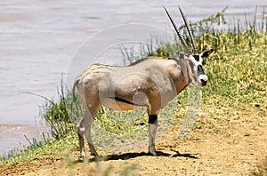 Beisa Oryx, oryx beisa, Adult survived a Lion Attack, Samburu Park in Kenya