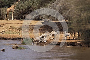Beisa Oryx, oryx beisa, Group drinking at River, Samburu Park in Kenya