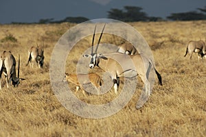 Beisa Oryx, oryx beisa, Group with Mother and Calf, Masai Mara Park in Kenya