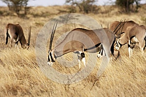 Beisa Oryx, oryx beisa, Group standing in Dry Grass, Savannah, Masai Mara Park in Kenya