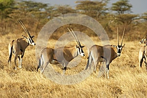 Beisa Oryx, oryx beisa, Group standing in Dry Grass, Savannah, Masai Mara Park in Kenya