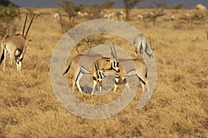 Beisa Oryx, oryx beisa, Group standing in Dry Grass, Savannah, Masai Mara Park in Kenya