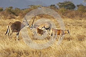 Beisa Oryx, oryx beisa, Herd in Savannah, Masai Mara Park in Kenya