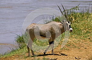 Beisa Oryx, oryx beisa, Male standing near River, Samburu park in Kenya