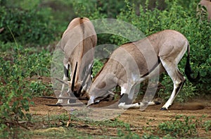 Beisa Oryx, oryx beisa, Males fighting, Kenya
