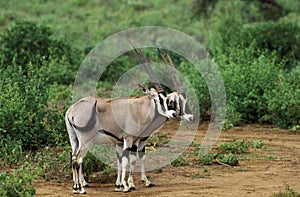 Beisa Oryx, oryx beisa, Males, Kenya