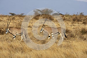 Beisa Oryx, oryx beisa, Masai Mara Park in Kenya