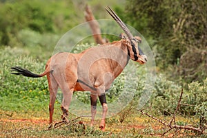 Beisa Oryx - Oryx gazella beisa
