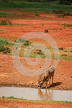 Beisa Oryx - Oryx gazella beisa