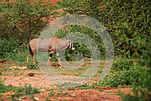 Beisa Oryx - Oryx gazella beisa