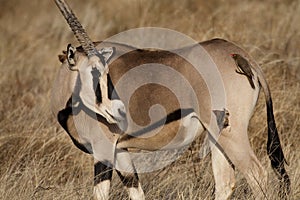 Beisa oryx with oxpeckers