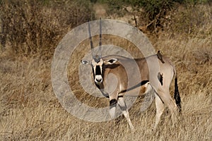 Beisa oryx with oxpeckers