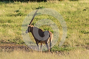 Beisa Oryx at Samburu National Reserve. A lone beisa oryx in the Savannah