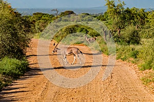 Beisa Oryx at Samburu National Reserve. A lone beisa oryx in the Savannah