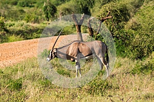 Beisa Oryx at Samburu National Reserve. A lone beisa oryx in the Savannah