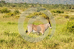 Beisa Oryx at Samburu National Reserve. A lone beisa oryx in the Savannah Grassland