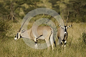 Beisa oryxes grazing, Samburu, Kenya