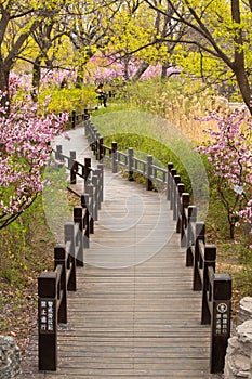 Bejing Botanical Gardens in Spring