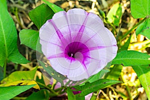 Bejuco-de-Puerco, Chinese water spinach, is grown in water or soil photo