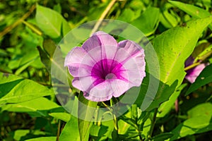 Bejuco-de-Puerco, Chinese water spinach, violet and pink, white color flower photo