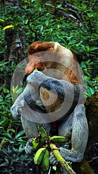 Bekantan of borneo mangrove primate photo