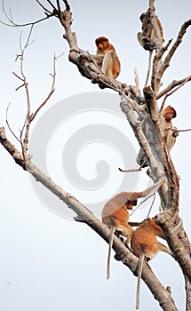 Bekantan, long nosed monkey from Borneo