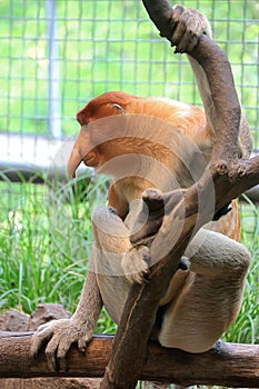 Bekantan Nasalis larvatus is a kind of long-nosed monkey with brown hair.