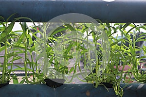 vegetable crops with a hydropic system