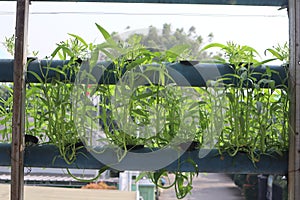 vegetable crops with a hydropic system