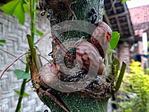 a group of snails that stick to trees and leave droppings on them photo