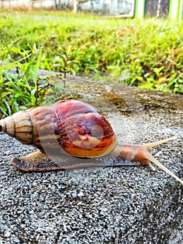 Bekicot or Lissachatina fulica or land snails