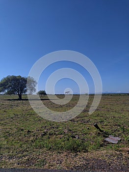 Bekol Savana of Baluran National Park