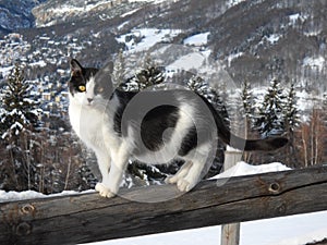 bel gatto  bianco nero con occhi gialli photo