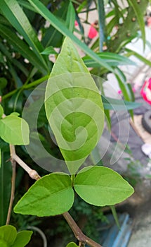 Bel Patra in Indian garden Tri Leaf